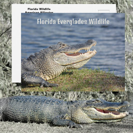 Ameriensk Alligator Florida Everglades Vilda Djur Vykort