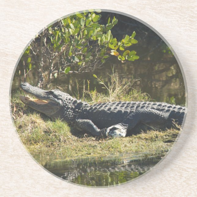Ameriensk Alligator Vila Våtmark Natur Underlägg (Framsidan)