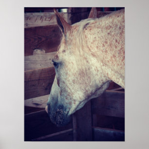 Amerika i Stall Poster