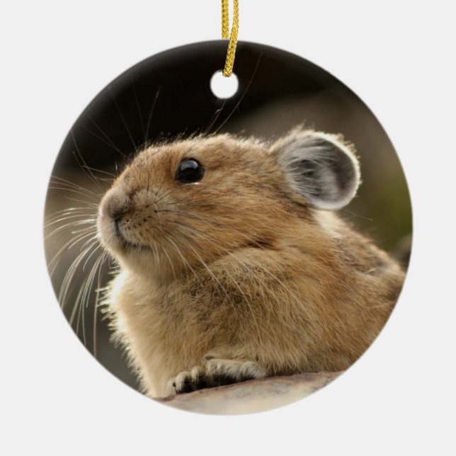 Amerikan Pika Julgransprydnad Keramik (Framsidan)