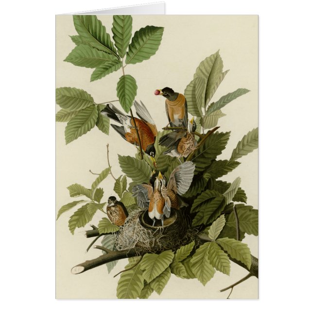 Amerikan Robin Hälsningskort (Framsidan)
