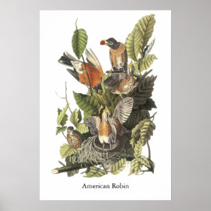 Amerikan Robin, John Audubon tryck
