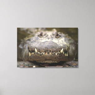 Amerikanalligator Canvastryck