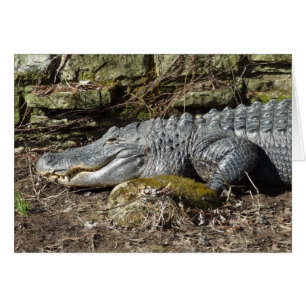 Amerikanalligator Hälsningskort