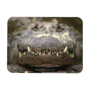 Amerikanalligator Magnet
