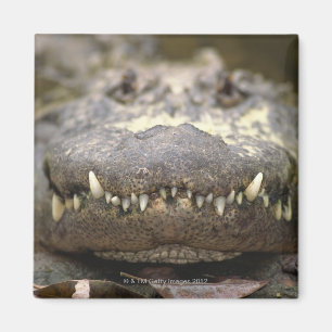 Amerikanalligator Magnet