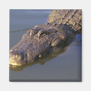 Amerikanalligator Magnet
