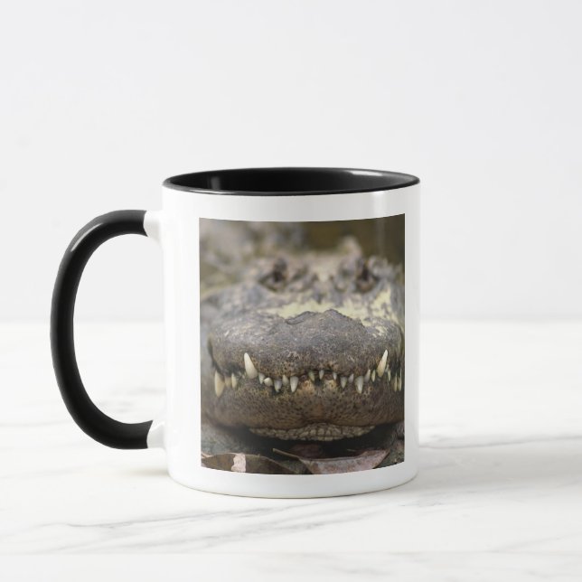 Amerikanalligator Mugg (Vänster)