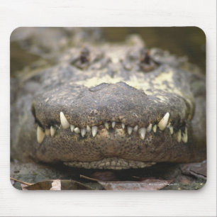 Amerikanalligator Musmatta