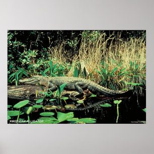Amerikanalligator Poster