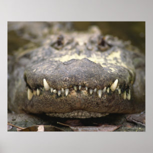 Amerikanalligator Poster