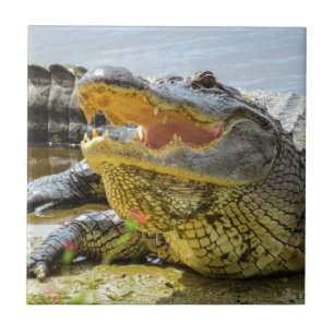 Amerikanalligatorn fotograferar. Ansikte - till - Kakelplatta