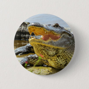 Amerikanalligatorporträtt - ansikte - till - knapp
