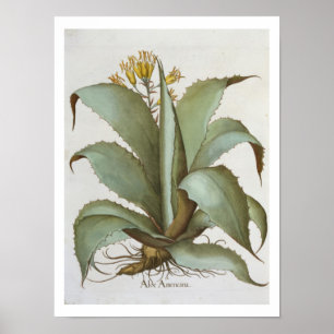AmerikanAloe: Aloe som är americana, från Poster