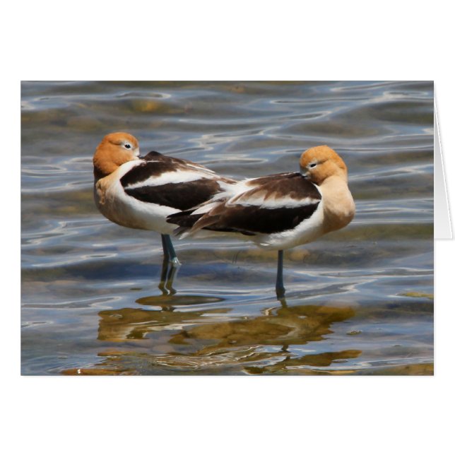 AmerikanAvocet Hälsningskort (Framsidan Horizontal)