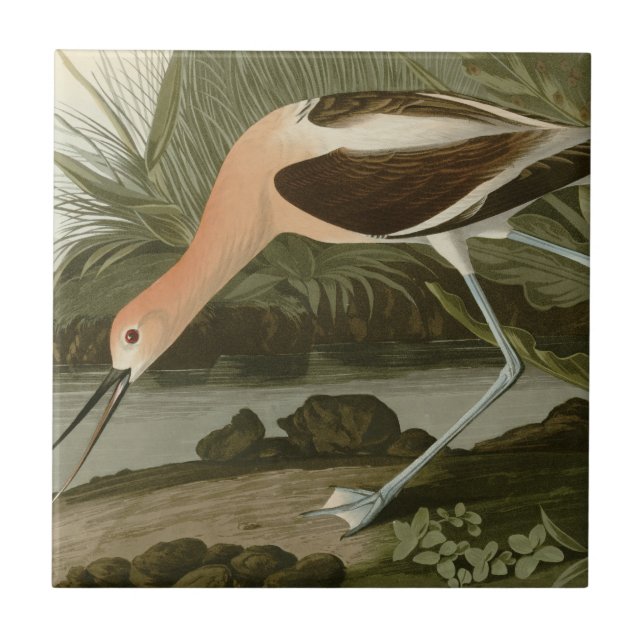 AmerikanAvocet Kakelplatta (Framsidan)