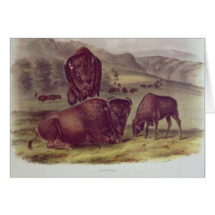 AmerikanBison eller buffel Hälsningskort