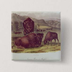 AmerikanBison eller buffel Knapp