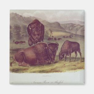 AmerikanBison eller buffel Magnet