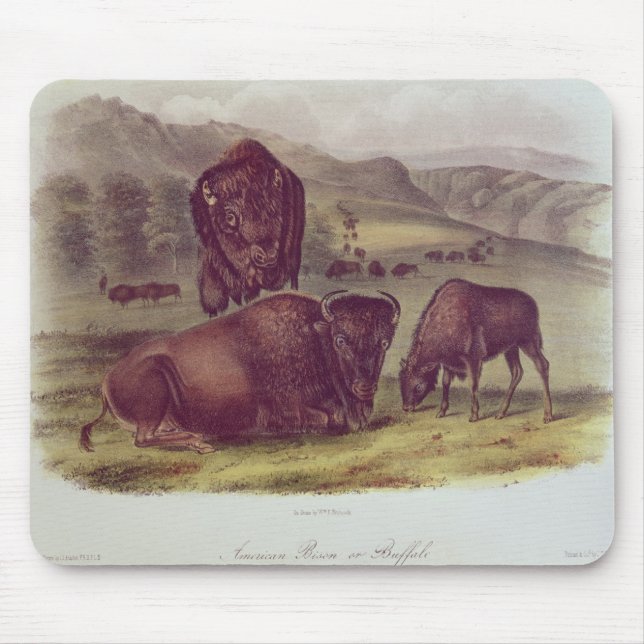 AmerikanBison eller buffel Musmatta (Framsidan)
