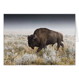 AmerikanBison eller buffel OBS Kort