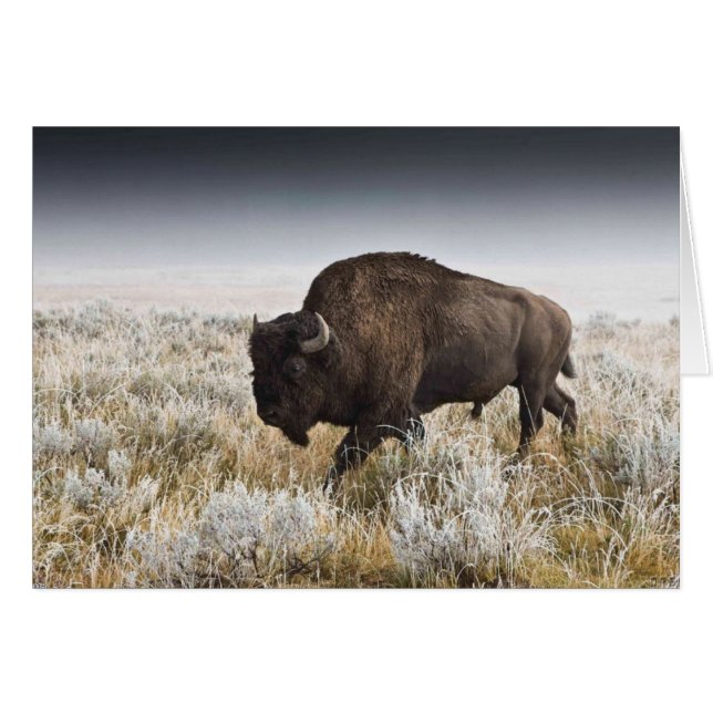 AmerikanBison eller buffel OBS Kort (Framsidan Horizontal)