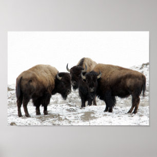 AmerikanBison i vinter Poster