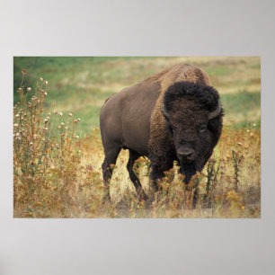 AmerikanBison Poster