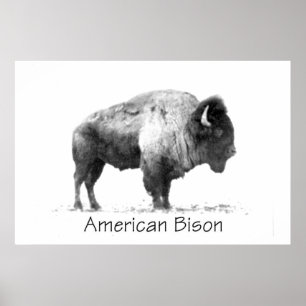 AmerikanBison Poster
