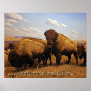amerikanbison poster