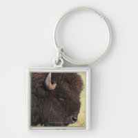 AmerikanBison, South Dakota