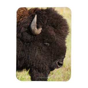AmerikanBison, South Dakota Magnet
