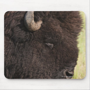 AmerikanBison, South Dakota Musmatta