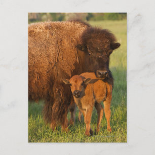 AmerikanBisonko och kalv, North Dakota Vykort