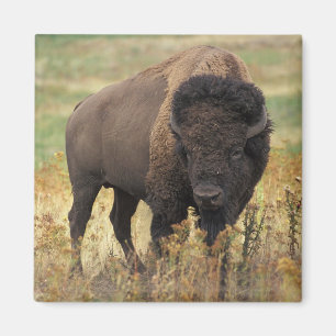AmerikanBisonmagnet Magnet