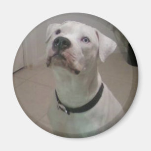 Amerikanbulldoggmagnet Magnet