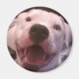 Amerikanbulldoggmagnet Magnet