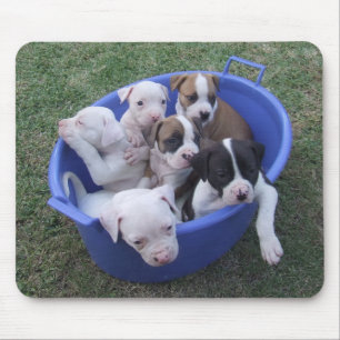 Amerikanbulldoggvalpar Musmatta