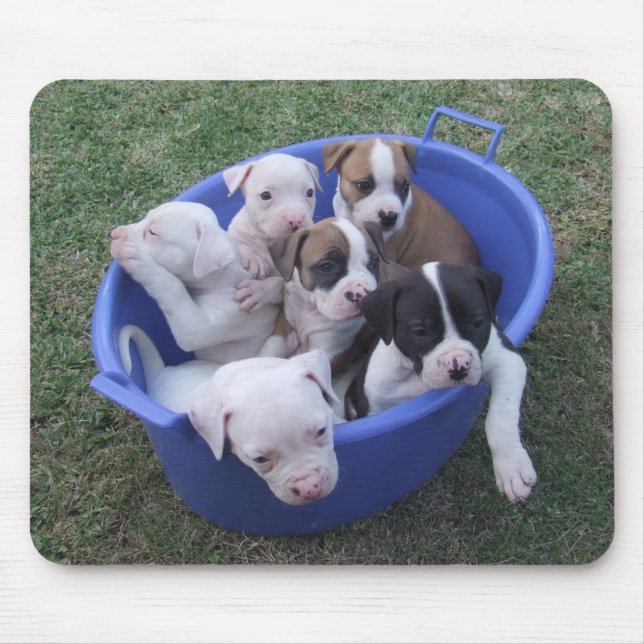 Amerikanbulldoggvalpar Musmatta (Framsidan)
