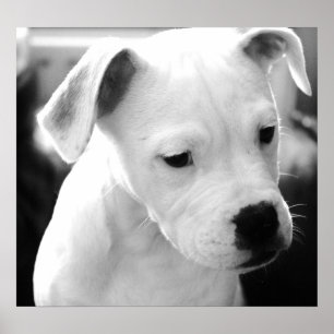Amerikanbulldoggvalper Poster