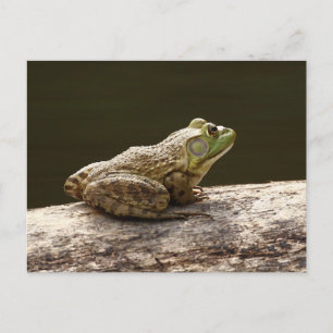 AmerikanBullfrog Vykort