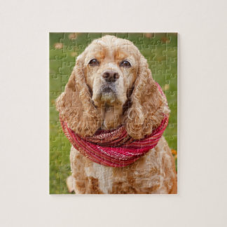 AmerikancockerspanielSpaniel utomhus på höstdag Pussel