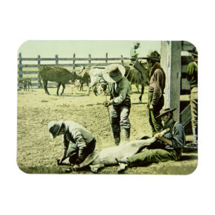 Amerikancowboys som brännmärker en kalv, c.1900 magnet