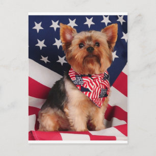 Amerikanen Yorkie Vykort