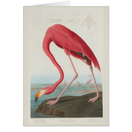 AmerikanFlamingo av J.J. Audubon OBS Kort