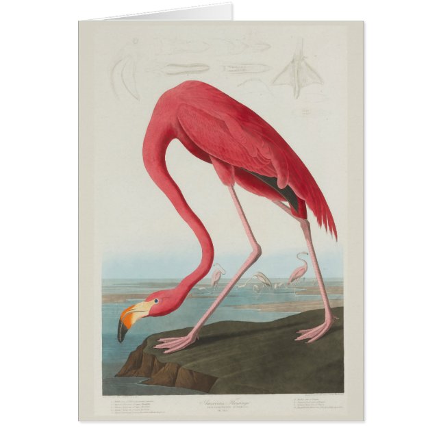 AmerikanFlamingo av J.J. Audubon OBS Kort (Framsidan)