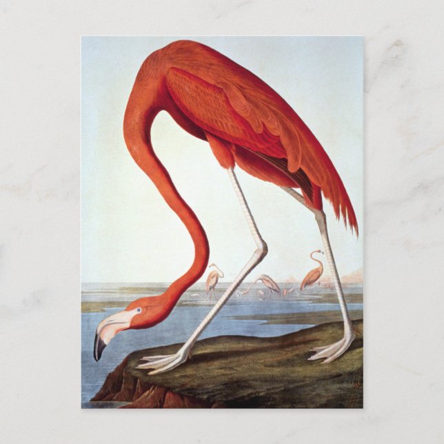 AmerikanFlamingo Vykort (Framsida)