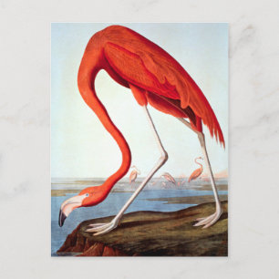 AmerikanFlamingo Vykort
