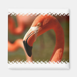 Amerikanflamingoen kvadrerar magneten magnet