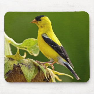 AmerikanguldFinch Musmatta
